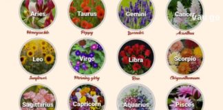 მნიშვნელოვანია ვიცოდეთ რომელი სამკურნალო მცენარე მიესადაგება ჩვენს ზოდიაქოს