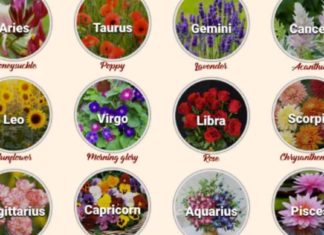 მნიშვნელოვანია ვიცოდეთ რომელი სამკურნალო მცენარე მიესადაგება ჩვენს ზოდიაქოს