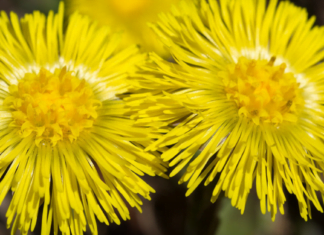 ვირისტერფასგან საოცარ სამკურნალო საშუალებებს მოამზადებთ. ეს თქვენს ორგანიზმს სჭირდება