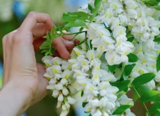 თეთრი აკაცია განსაკუთრებით სასარგებლოა ქალებისთვის: მიყვარს აკაციის ნაყენი, რადგან ყველა ქალური პრობლემა დამავიწყა!