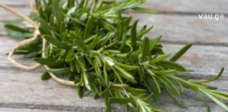 გრძნობთ რომ გონება და სხეული დაიღალა? იცოდეთ, რომ არსებობს ძლიერი და არომატული ბალახი, რომელსაც შეუძლია თქვენთვის საჭირო ენერგიის მიწოდება