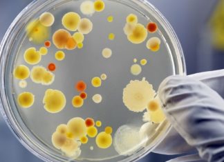 თქვენ შეგიძლიათ გაანადგუროთ ბაქტერიები, რომლებიც იწვევენ კარიესს, ფილტვის ანთებას და ტუბერკულოზს