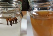 მიხაკის ნაყენი, რომელიც მუდამ არის ჩვენი ოჯახის განუყოფელი ნაწილი