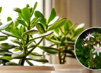 რისი განკურნება შეუძლია ბარაქის ხეს სწრაფად და ეფექტურად?