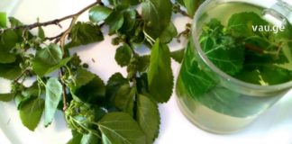 ცუდი ქოლესტერინი, მაღალი წნევა, დიაბეტი – ამ პრობლემებს თუთიის ფოთლების ჩაი დაგავიწყებთ