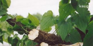 გსმენიათ ადამის ფესვის შესახებ? – ამ საოცარი მცენარით დამზადებულ სამკურნალო რეცეფტებს გაეცანით სტატიაში