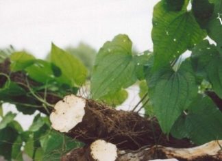 გსმენიათ ადამის ფესვის შესახებ? – ამ საოცარი მცენარით დამზადებულ სამკურნალო რეცეფტებს გაეცანით სტატიაში