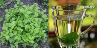 მელისა-იგივე ბარამბოს მცენარე-ნამდვილი აღმოჩენაა ხალხურ მედიცინაში