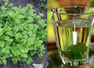 მელისა-იგივე ბარამბოს მცენარე-ნამდვილი აღმოჩენაა ხალხურ მედიცინაში