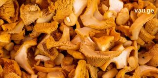 მიქლიოს (სოკოს სახეობა) გასაოცარი თვისებები