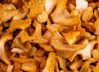 მიქლიოს (სოკოს სახეობა) გასაოცარი თვისებები