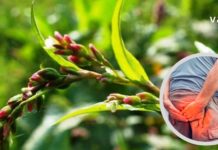 Ბიძაჩემი თითქმის 20 წლის განმავლობაში იტანჯებოდა ბუასილით და ბოლოს ამ ბალახით განიკურნა