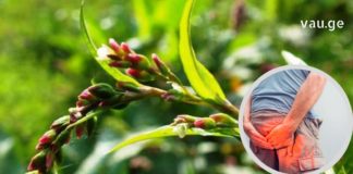 Ბიძაჩემი თითქმის 20 წლის განმავლობაში იტანჯებოდა ბუასილით და ბოლოს ამ ბალახით განიკურნა