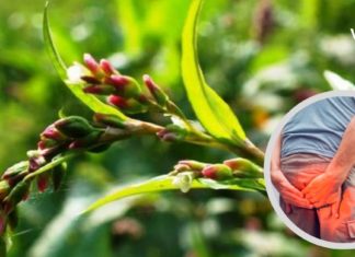 Ბიძაჩემი თითქმის 20 წლის განმავლობაში იტანჯებოდა ბუასილით და ბოლოს ამ ბალახით განიკურნა