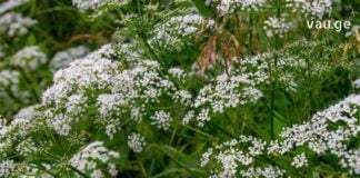 ანისულის ნაყენი უებარი საშუალებაა ნაწლავის მოქმედების გასაქტიურებლად – თავად გამოსცადეთ