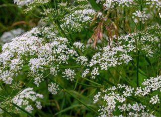 ანისულის ნაყენი უებარი საშუალებაა ნაწლავის მოქმედების გასაქტიურებლად  – თავად გამოსცადეთ