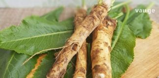 ეს მცენარე სამასზე მეტ დაავადებას კურნავს და მას პირშუშხა ეწოდება! გაიგეთ მეტი მის შესახებ