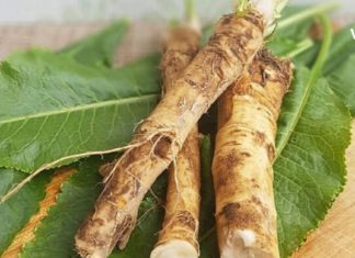 ეს მცენარე სამასზე მეტ დაავადებას კურნავს და მას პირშუშხა ეწოდება! გაიგეთ მეტი მის შესახებ