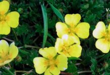 აქამდე გსმენიათ მარწყვბალახას ფესვის ნაყენის შესახებ? ნახეთ რა საოცრებებს ახდენს ამ მცენარით დამზადებული წამალი.