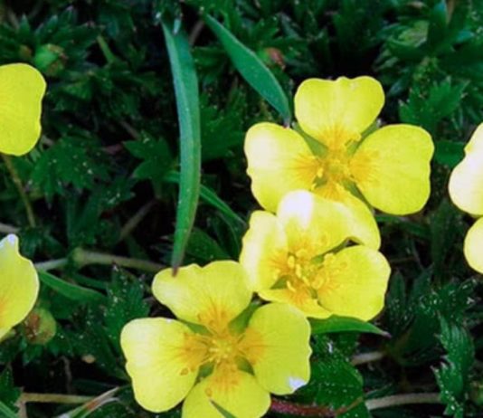 აქამდე გსმენიათ მარწყვბალახას ფესვის ნაყენის შესახებ? ნახეთ რა საოცრებებს ახდენს ამ მცენარით დამზადებული წამალი.