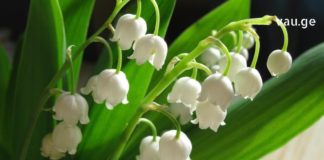 ბებიების სამკურნალო რეცეპტი, რომელიც ძველ წიგნში დედამ იპოვა