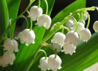 ბებიების სამკურნალო რეცეპტი, რომელიც ძველ წიგნში დედამ იპოვა