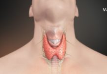 Ჩვენ გირჩევთ გაეცნოთ იმ საკვების ჩამონათვალს, რომლებიც დადებითად მოქმედებენ ფარისებრი ჯირკვალზე