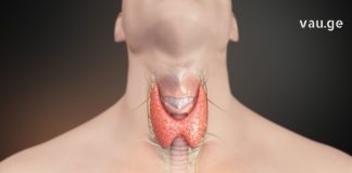 Ჩვენ გირჩევთ გაეცნოთ იმ საკვების ჩამონათვალს, რომლებიც დადებითად მოქმედებენ ფარისებრი ჯირკვალზე