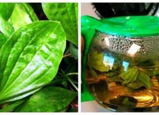 მრავალძარღვას სამკურნალო თვისებები ამოუწურავია. გაეცანით კიდევ ერთ სასწაულმოქმედ რეცეპტს.