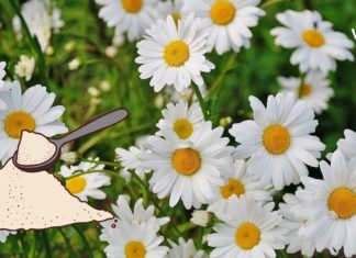 გვირილის ფხვნილის გამოყენება დავიწყეთ მთელმა ოჯახმა და ძალიან მადლიერი ვართ – ნახეთ რა დაავადებებს ამსუბუქებს