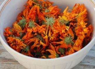 Რა შეუძლია კალენდულას ყვავილებს: მისი ექსტრაქტი შედის 200 -ზე მეტ მედიკამენტში!