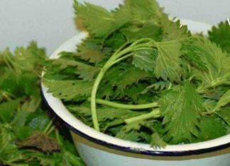 იცით რომელი დაავადებების დროს არის რეკომენდებული ჭინჭრის ნახარში? ბებომ მასწავლა და მთელი ცხოვრება ვემადლიერები