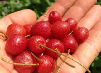 Საუკეთესო მცენარეები პარაზიტების წინააღმდეგ