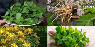 ნერვები გღალატობთ ? – ხალხური მედიცინის საუკეთესო რეცეპტები ამ სტატიაში ერთად თავმოყრილია