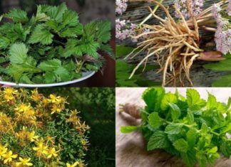 ნერვები გღალატობთ ? – ხალხური მედიცინის საუკეთესო რეცეპტები ამ სტატიაში ერთად თავმოყრილია