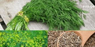 საუკეთესო შარდმდენი საშუალებები, რომლებსაც ხალხური მედიცინა გვასწავლის