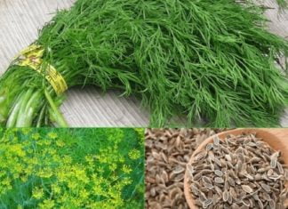 საუკეთესო შარდმდენი საშუალებები, რომლებსაც ხალხური მედიცინა გვასწავლის