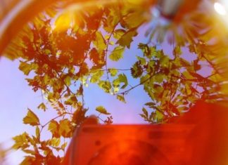 მცენარეული ჩაის სასწაულმოქმედი ძალა – ამის წყალობით მყავდა ჯანმრთელად ჩემი შვილები