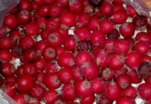 გულის აჩქარება და ფრიალი გენეტიკურად გვაწუხებს ოჯახში. ჩვენ გადავწყვიტეთ ხალხური რეცეპტებით გავმკლავებოდით ამ პრობლემებს.