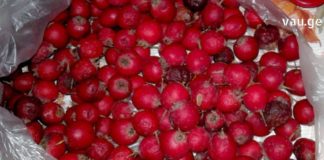 გულის აჩქარება და ფრიალი გენეტიკურად გვაწუხებს ოჯახში. ჩვენ გადავწყვიტეთ ხალხური რეცეპტებით გავმკლავებოდით ამ პრობლემებს.