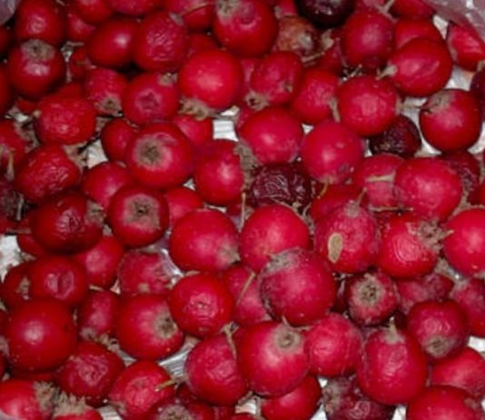 გულის აჩქარება და ფრიალი გენეტიკურად გვაწუხებს ოჯახში. ჩვენ გადავწყვიტეთ ხალხური რეცეპტებით გავმკლავებოდით ამ პრობლემებს.