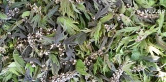 შავბალახა – საუკუთესო მკურნალი!