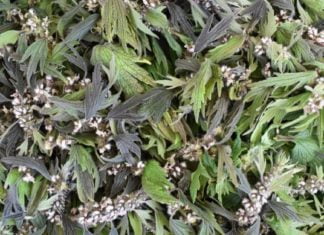 შავბალახა – საუკუთესო მკურნალი!