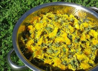 ათეროსკლეროზის მკურნალობა სახლის პირობებში სწრაფი და ეფექტური რეცეპტებით