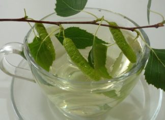 თირკმელებში კენჭების დაგროვება საკმაოდ გახშირებული პრობლემაა – არყის ხის ფოთლები შესანიშნავად ახერხებს მათ დაშლას