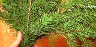 თუ ორგანიზმი დაგისუსტდათ და ძალების აღდგენა გჭირდებათ, ჩვენ გასაოცარ საშუალებას გასწავლით.