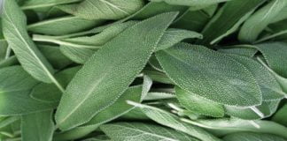 სალბის გამაოგნებელი თვისებები, რომელიც ბევრი დაავადების დროს ძალიან ეფექტურია