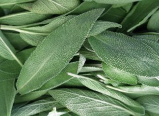 სალბის გამაოგნებელი თვისებები, რომელიც ბევრი დაავადების დროს ძალიან ეფექტურია