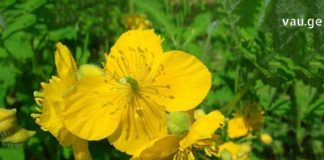 ქრისტესისხლას სასწაულმოქმედი თვისებები