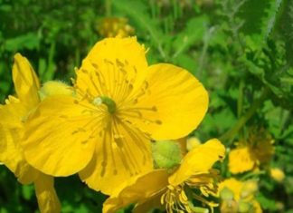 ქრისტესისხლას სასწაულმოქმედი თვისებები